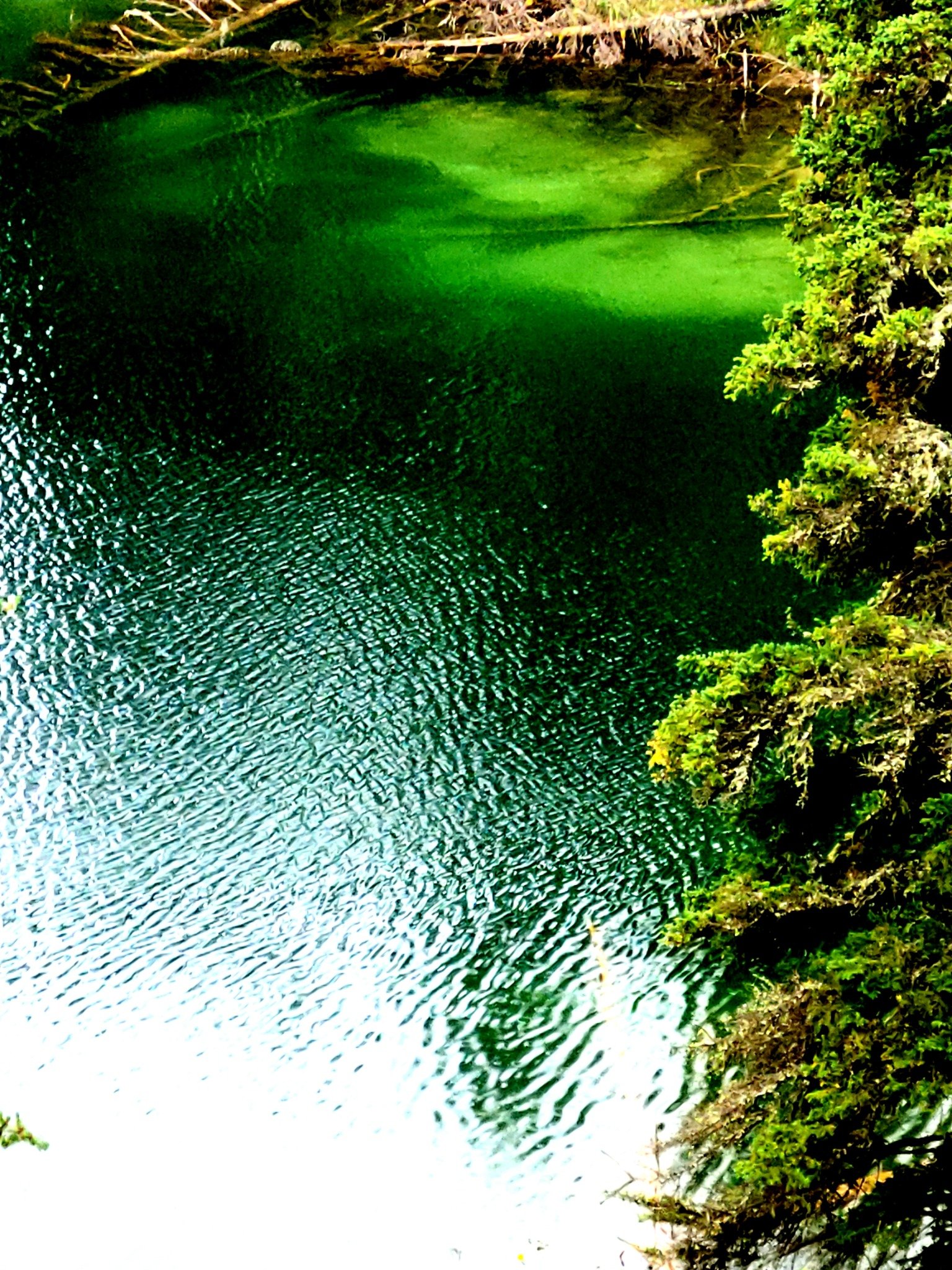 Clear green water in a forest pool surrounded by moss and trees